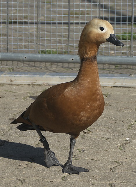落实先